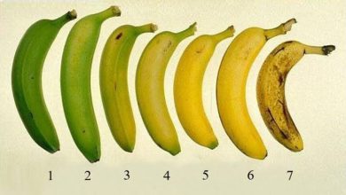 Photo of موز,الموز, البلانتين طعام الحكماء وغذاء رائع تعرف الى فوائده الكثيره
